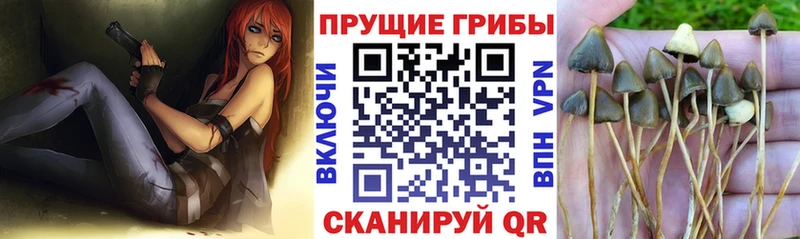 купить наркотики сайты Райчихинск Псилоцибиновые грибы Cubensis